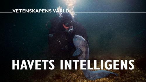 Vetenskapens värld Season 51 Episode 9 - Episode 9