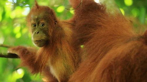 Paradise Islands Season 1 Episode 3 - Creatures of the Moon