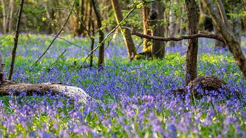 Springwatch Season 19 Episode 11 - Episode 11