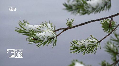 Den stora älgvandringen Season 1 Episode 18 - Slow tv day 18