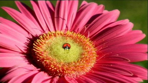 Minuscule: The Private Life of Insects Season 1 Episode 60 - Hyperactive