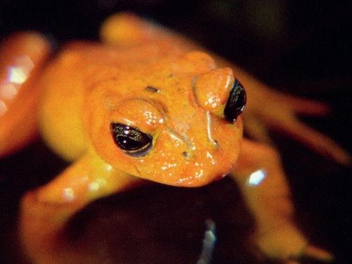 Life on Earth Season 1 Episode 6 - Invasion of the Land