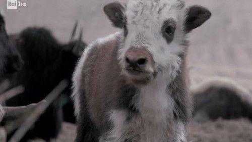 Superquark Season 26 Episode 7 - Toirano caves, liquid biopsy, Nemo's garden