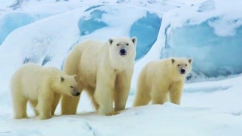 Wildlife Specials Season 1 Episode 2 - Polar Bear: The Arctic Warrior