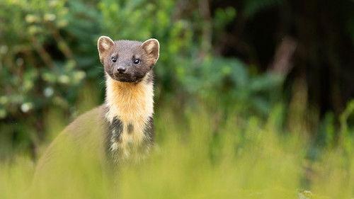 Springwatch Season 22 Episode 7 - Episode 7
