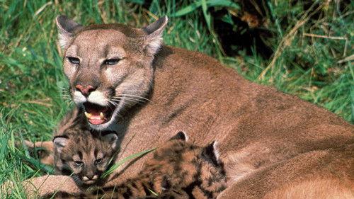 Nature Season 21 Episode 5 - Trail of the Cougar