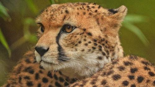 The Secret Life of the Zoo Season 3 Episode 3 - Episode 3