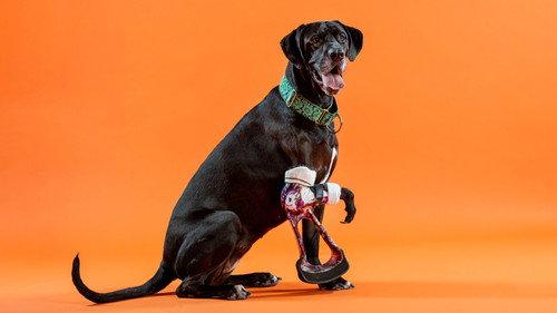 The Wizard of Paws Season 1 Episode 3 - Turbo-Roo & Thor