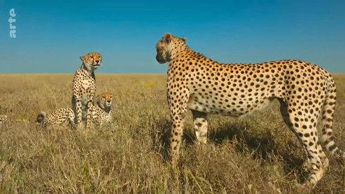 Serengeti - La grande cavalcade des animaux Season 1 Episode 6 - Episode 6