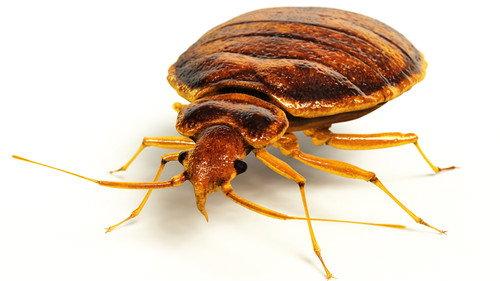 The Invaders Season 1 Episode 6 - Bed Bug Doomsday