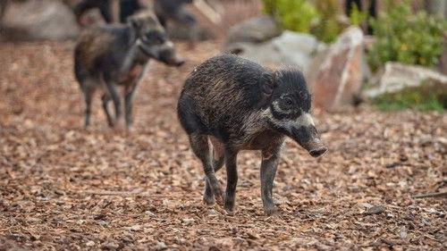 The Secret Life of the Zoo Season 7 Episode 1 - The Disappearance of the Warty Pig