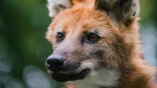 Nature Season 41 Episode 9 - Dogs in the Wild: Defending Wild Dogs