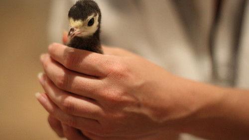 Original Fare Season 3 Episode 7 - Thanksgiving Special: The Life of a Turkey