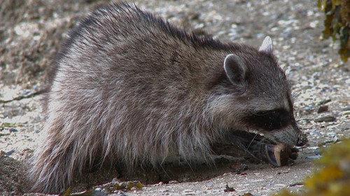 Nature Season 30 Episode 7 - Raccoon Nation