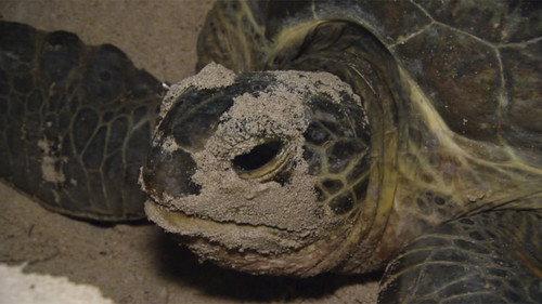 Bushwhacked! Season 1 Episode 7 - Turtles