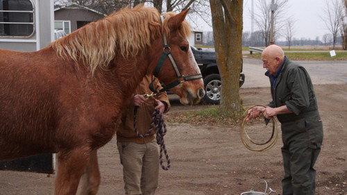 The Incredible Dr. Pol Season 23 Episode 4 - Athena the Great