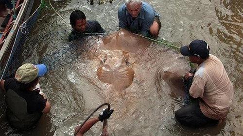 River Monsters Season 2 Episode 1 - Death Ray