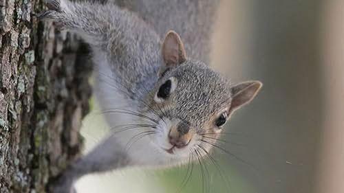 How Do Animals Do That? Season 1 Episode 8 - Space Bugs and Squirrel Mind Maps