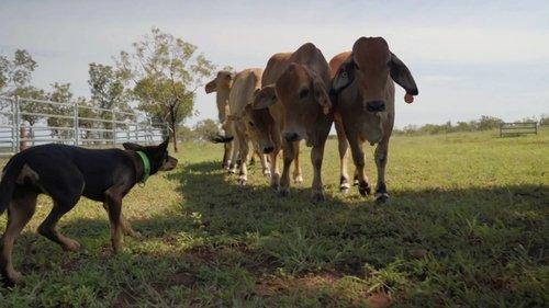 Muster Dogs Season 1 Episode 3 - Episode 3