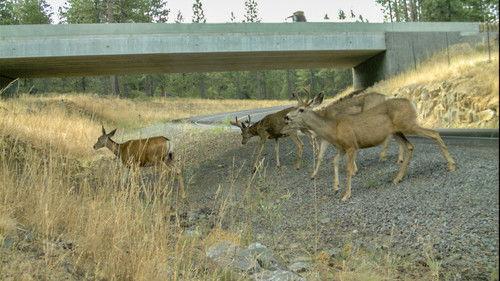 Oregon Field Guide Season 27 Episode 2 - Wildlife Crossings, Behind the Scenes,  Sand Labyrinth