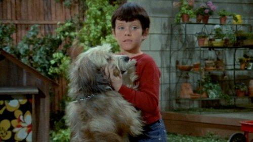 The Brady Bunch Season 1 Episode 18 - Tiger, Tiger!