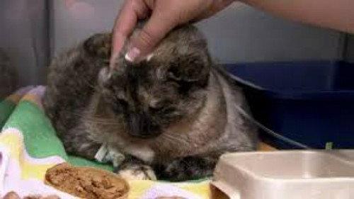 Dr. Jeff: Rocky Mountain Vet Season 1 Episode 9 - Miracle Cat