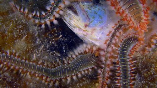 Kings of Pain Season 2 Episode 10 - Cocktail of venom