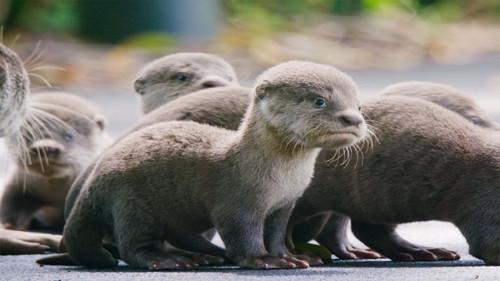 Background image for River World