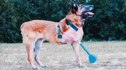 Background image for Layla, An American Hero