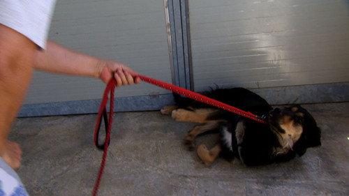 Cesar Millan's Leader of the Pack Season 1 Episode 12 - Saving Sophia