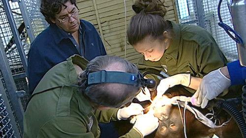 Monkey Business Season 9 Episode 6 - Episode 6