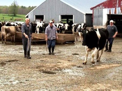 The Incredible Dr. Pol Season 2 Episode 7 - Jingle Pols