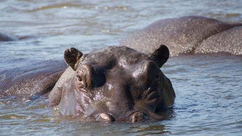 Nature Season 38 Episode 10 - Hippos: Africa's River Giants
