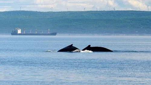 Kanadas Nationalparks Season 3 Episode 4 - Episode 4