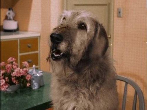 undefined Season 2 Episode 34 - Man's Best Friend