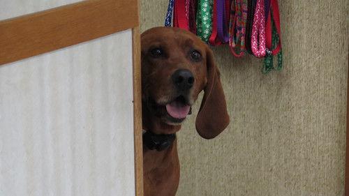 The Incredible Dr. Pol Season 17 Episode 3 - Supe-Pol-stitious