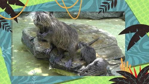 Kukurota Season 2 Episode 6 - Episode 6