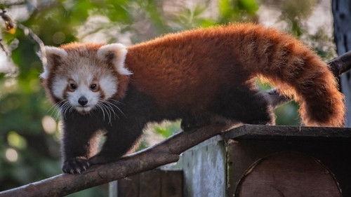 Background image for The Secret Life of the Zoo at Christmas