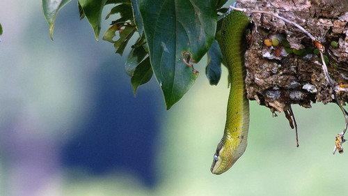 Mysteries of the Mekong Season 1 Episode 2 - Laos: The Mountain Wilds