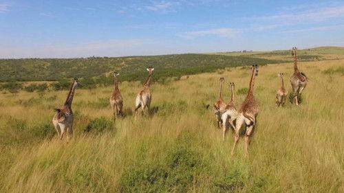 Ancient Aliens Season 12 Episode 12 - The Animal Agenda