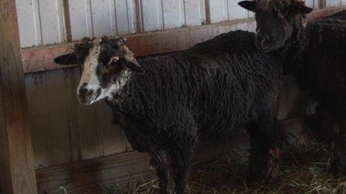 The Incredible Pol Farm Season 1 Episode 13 - Are Ewe Pregnant?!?