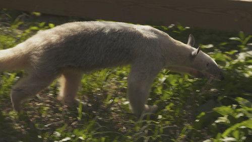 Animal ER Season 2 Episode 3 - Unusual Suspects