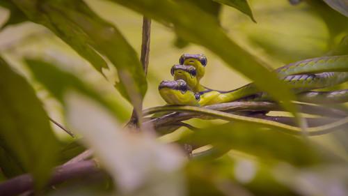 Background image for Forest Life