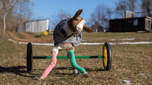 The Wizard of Paws Season 4 Episode 4 - Sweet Peaches
