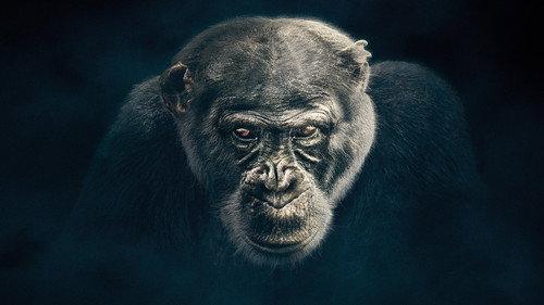 Dynasties Season 1 Episode 1 - Chimpanzee
