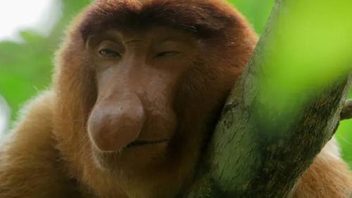 Jungle Planet Season 1 Episode 3 - The Forests of the Moon: Mangroves