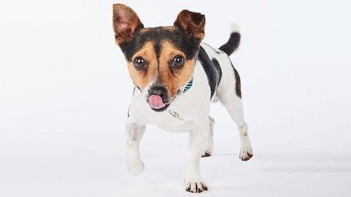 The Dog House Season 4 Episode 4 - Episode 4