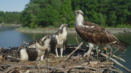 Nature Season 40 Episode 2 - Season of the Osprey