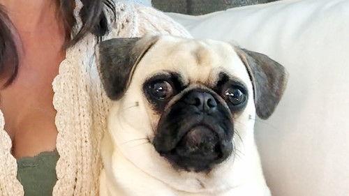 World's Funniest Animals Season 1 Episode 8 - Episode 108