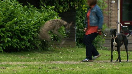 Cesar Millan's Leader of the Pack Season 1 Episode 6 - A Friend for Amigo